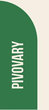 Pivovary